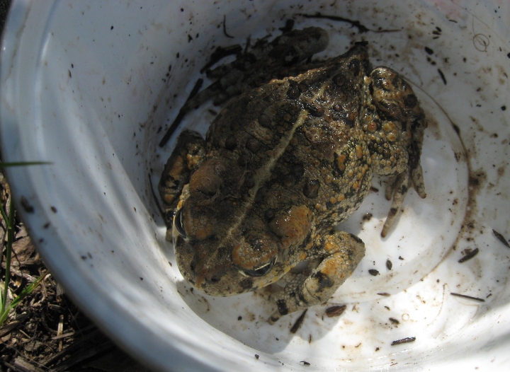 Western Toad
